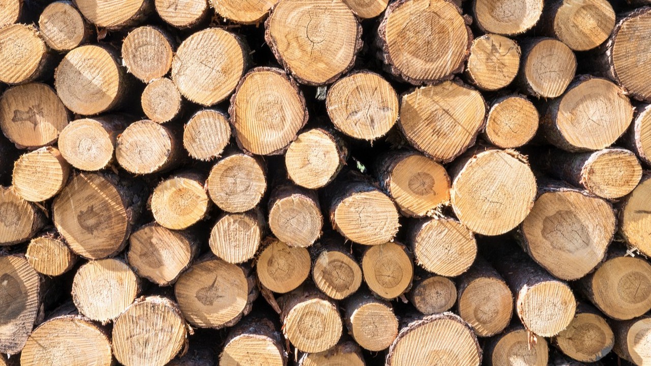Beim Holzverarbeiter Steico laufen die Geschäfte 2023 schlechter als bisher erwartet. Bild und Copyright: manfredxy / shutterstock.com.